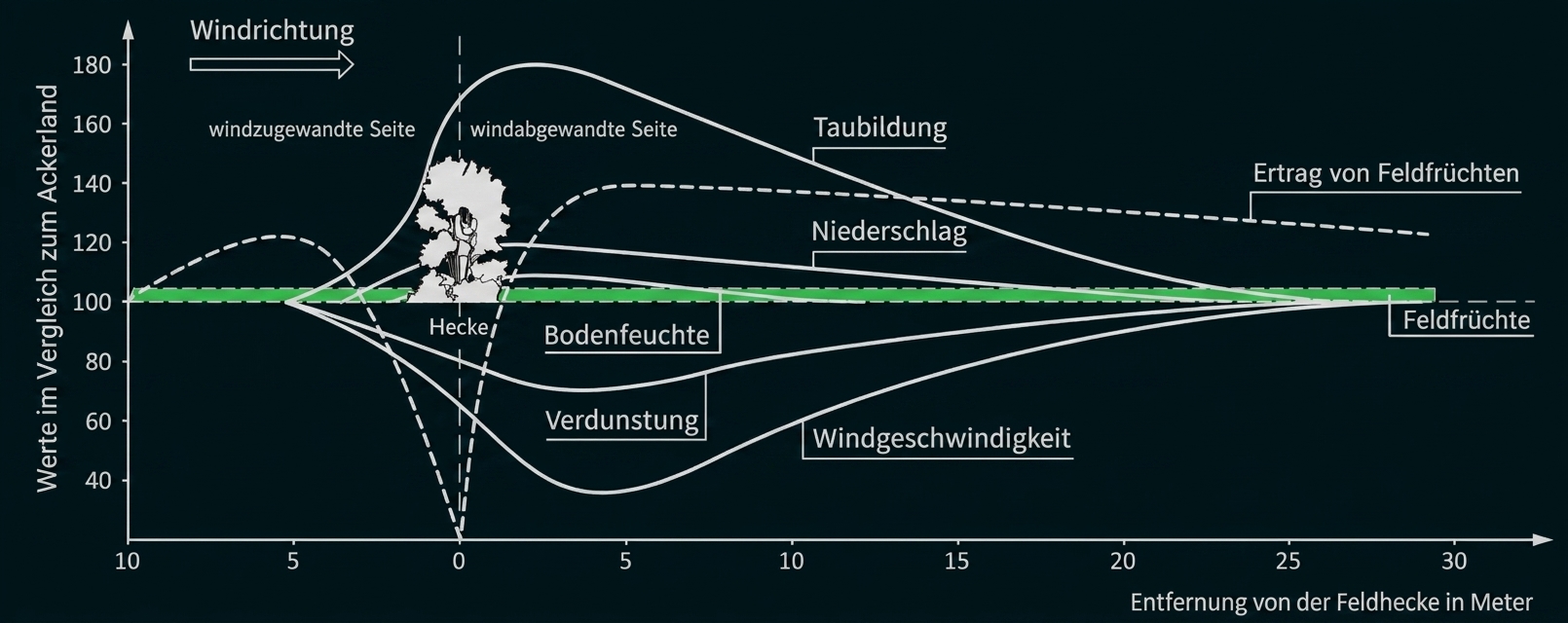 Diagramm: Einfluss einer Feldhecke auf Wind, Bodenfeuchte, Verdunstung, Niederschlag und Ertrag mit Abstand.